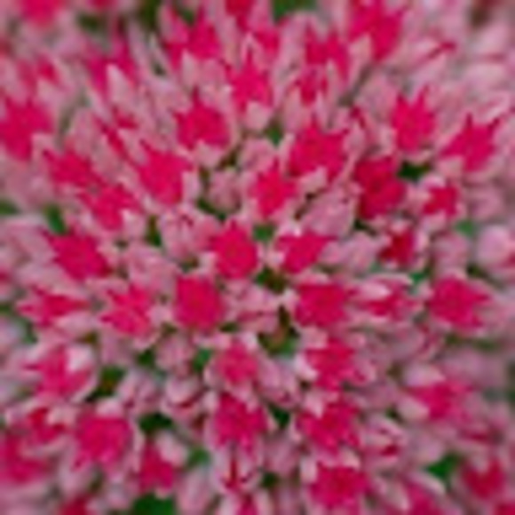 Meet your Posher, Ra - Picture 1 of 1